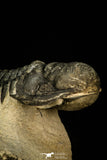 30290 - Gorgeous 3.66 Inch Crotalocephalina (Crotalocephalus) gibbus Lower Devonian Trilobite