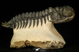 30290 - Gorgeous 3.66 Inch Crotalocephalina (Crotalocephalus) gibbus Lower Devonian Trilobite