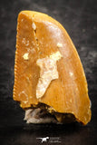07496 - Beautiful 0.57 Inch Serrated Abelisaur Dinosaur Tooth Cretaceous KemKem Beds