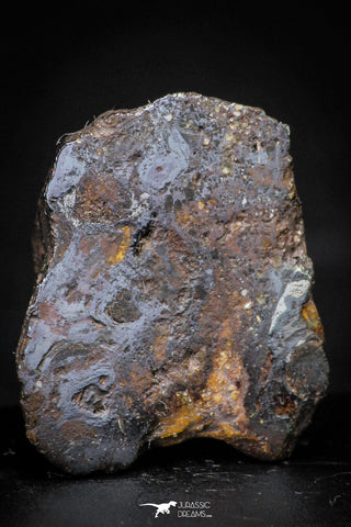 21437 - Sericho Pallasite Meteorite Polished Section 8.5g Fell in Kenya