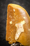 07496 - Beautiful 0.57 Inch Serrated Abelisaur Dinosaur Tooth Cretaceous KemKem Beds