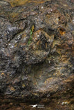 21437 - Sericho Pallasite Meteorite Polished Section 8.5g Fell in Kenya
