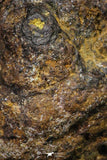 21438 - Sericho Pallasite Meteorite Polished Section 8.4g Fell in Kenya