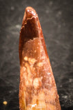 07497 - Beautiful 0.66 Inch Pterosaur (Coloborhynchus) Tooth Cretaceous KemKem