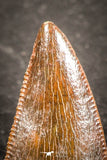 07498 - Top Beautiful 0.56 Inch Serrated Abelisaur Dinosaur Tooth Cretaceous KemKem Beds