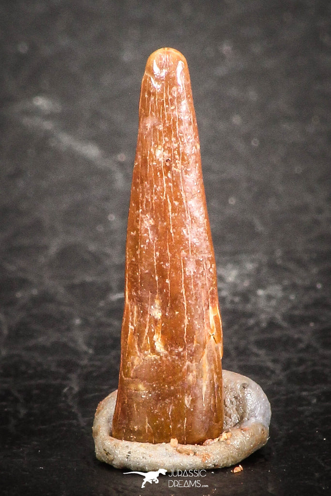 07499 - Top Beautiful 0.66 Inch Pterosaur (Coloborhynchus) Tooth Cretaceous KemKem