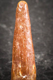 07499 - Top Beautiful 0.66 Inch Pterosaur (Coloborhynchus) Tooth Cretaceous KemKem