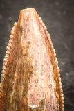 07500 - Rare 0.55 Inch Abelisaur Dinosaur Mesial Premaxillary Tooth Cretaceous KemKem Beds