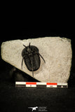 30292 - Well Prepared 1.43 Inch "Devil Horned" Cyphaspis walteri Devonian Trilobite