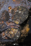 21441 - Sericho Pallasite Meteorite Polished Section 4.3g Fell in Kenya