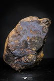 21441 - Sericho Pallasite Meteorite Polished Section 4.3g Fell in Kenya