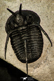 30292 - Well Prepared 1.43 Inch "Devil Horned" Cyphaspis walteri Devonian Trilobite