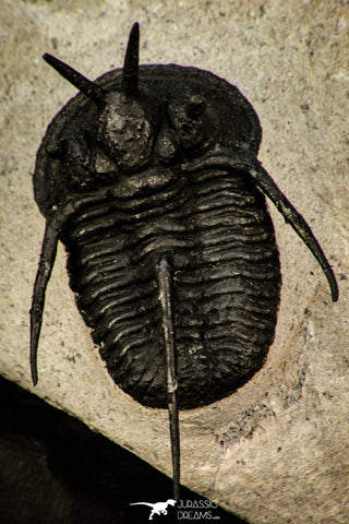 30292 - Well Prepared 1.43 Inch "Devil Horned" Cyphaspis walteri Devonian Trilobite