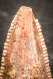07500 - Rare 0.55 Inch Abelisaur Dinosaur Mesial Premaxillary Tooth Cretaceous KemKem Beds