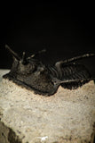 30292 - Well Prepared 1.43 Inch "Devil Horned" Cyphaspis walteri Devonian Trilobite