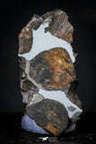 21442 - Sericho Pallasite Meteorite Polished Section 2.7g Fell in Kenya