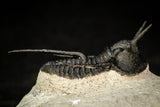 30292 - Well Prepared 1.43 Inch "Devil Horned" Cyphaspis walteri Devonian Trilobite