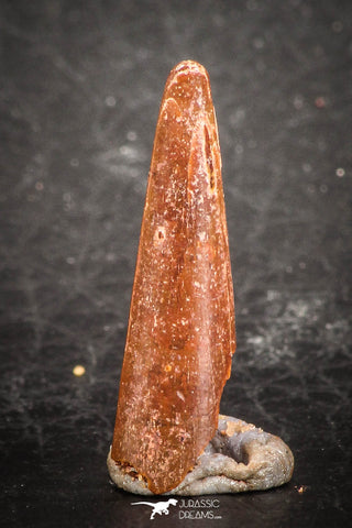 07502 - Finest Quality 0.75 Inch Pterosaur (Coloborhynchus) Tooth Cretaceous KemKem