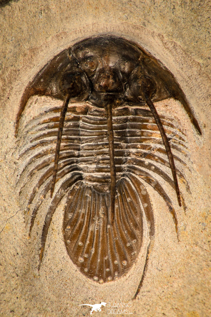 30293 - Well Preserved 1.50 Inch Kolihapeltis Lower Devonian Trilobite