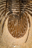 30293 - Well Preserved 1.50 Inch Kolihapeltis Lower Devonian Trilobite