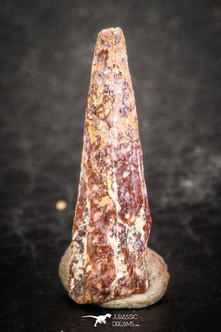 07503 - Beautiful 0.68 Inch Pterosaur (Coloborhynchus) Tooth Cretaceous KemKem