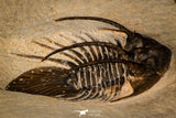30293 - Well Preserved 1.50 Inch Kolihapeltis Lower Devonian Trilobite