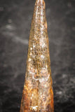 07504 - Top Beautiful 0.75 Inch Pterosaur (Coloborhynchus) Tooth Cretaceous KemKem