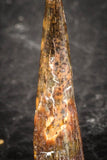 07504 - Top Beautiful 0.75 Inch Pterosaur (Coloborhynchus) Tooth Cretaceous KemKem