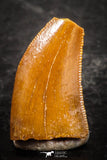 07505 - Nice 0.48 Inch Serrated Abelisaur Dinosaur Tooth Cretaceous KemKem Beds