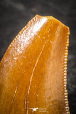 07505 - Nice 0.48 Inch Serrated Abelisaur Dinosaur Tooth Cretaceous KemKem Beds