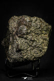 21444 - Beautiful Complete NWA L-H Type Unclassified Ordinary Chondrite Meteorite 573.7g