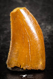 07505 - Nice 0.48 Inch Serrated Abelisaur Dinosaur Tooth Cretaceous KemKem Beds