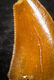 07505 - Nice 0.48 Inch Serrated Abelisaur Dinosaur Tooth Cretaceous KemKem Beds