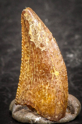 07506 - Beautiful 0.49 Inch Serrated Abelisaur Dinosaur Tooth Cretaceous KemKem Beds