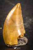 07507 - Beautiful 0.56 Inch Serrated Abelisaur Dinosaur Tooth Cretaceous KemKem Beds