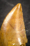 07507 - Beautiful 0.56 Inch Serrated Abelisaur Dinosaur Tooth Cretaceous KemKem Beds