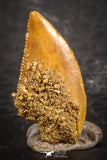 07507 - Beautiful 0.56 Inch Serrated Abelisaur Dinosaur Tooth Cretaceous KemKem Beds