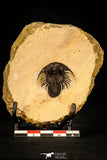 30295 - Top Beautiful 1.15 Inch Kolihapeltis Lower Devonian Trilobite
