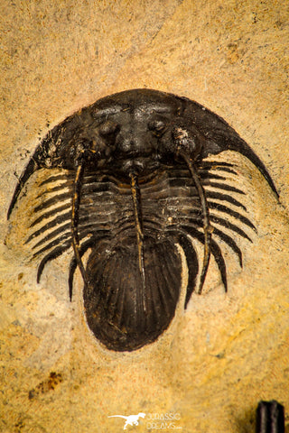 30295 - Top Beautiful 1.15 Inch Kolihapeltis Lower Devonian Trilobite