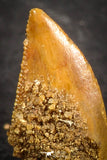 07507 - Beautiful 0.56 Inch Serrated Abelisaur Dinosaur Tooth Cretaceous KemKem Beds
