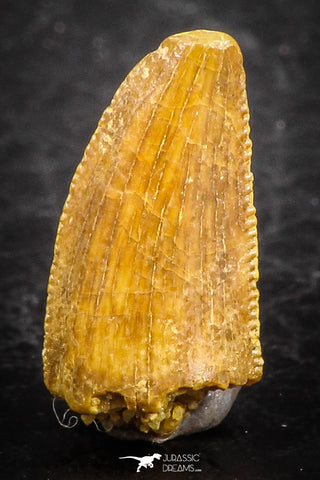 07508 - Top Beautiful 0.54 Inch Serrated Abelisaur Dinosaur Tooth Cretaceous KemKem Beds