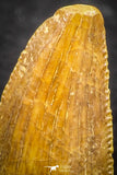 07508 - Top Beautiful 0.54 Inch Serrated Abelisaur Dinosaur Tooth Cretaceous KemKem Beds