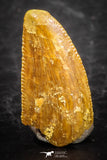 07508 - Top Beautiful 0.54 Inch Serrated Abelisaur Dinosaur Tooth Cretaceous KemKem Beds
