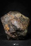21446 - Partial NWA L-H Type Unclassified Ordinary Chondrite Meteorite 137.8g