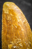 07508 - Top Beautiful 0.54 Inch Serrated Abelisaur Dinosaur Tooth Cretaceous KemKem Beds