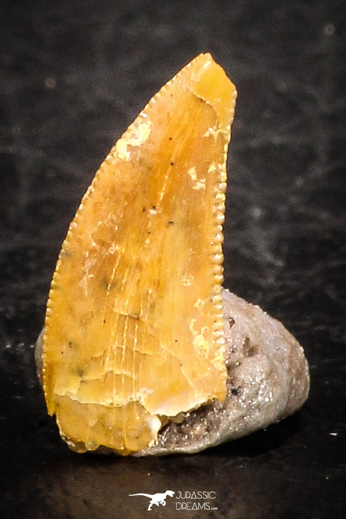 07509 - Top Beautiful 0.39 Inch Serrated Abelisaur Dinosaur Tooth Cretaceous KemKem Beds