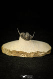 30296 - Top Well Prepared "Flying" 1.23 Inch Cyphaspis (Otarion) cf. boutscharafinense Devonian Trilobite