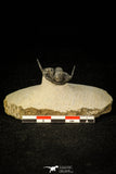 30296 - Top Well Prepared "Flying" 1.23 Inch Cyphaspis (Otarion) cf. boutscharafinense Devonian Trilobite