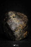 21446 - Partial NWA L-H Type Unclassified Ordinary Chondrite Meteorite 137.8g