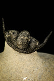 30296 - Top Well Prepared "Flying" 1.23 Inch Cyphaspis (Otarion) cf. boutscharafinense Devonian Trilobite